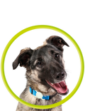 Pouzdro Mobile Origin Pet Collar pro Tag, limetková