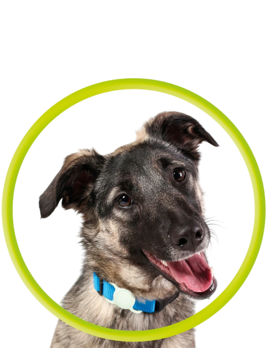 Pouzdro Mobile Origin Pet Collar pro Tag, limetková