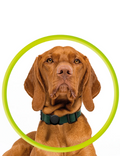 Pouzdro Mobile Origin Pet Collar pro Tag, černá