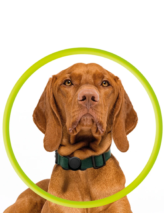 Pouzdro Mobile Origin Pet Collar pro Tag, černá
